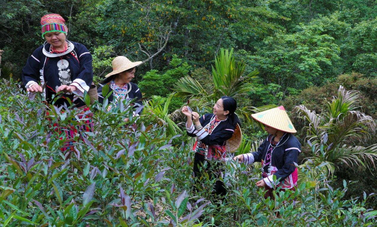 五指山市雨林茶乡茶旅融合精准扶贫项目